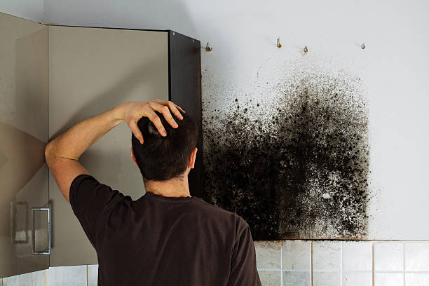 Why You Should Choose Our Mold Remediation Services in Encantada Ranchito El Calaboz, TX